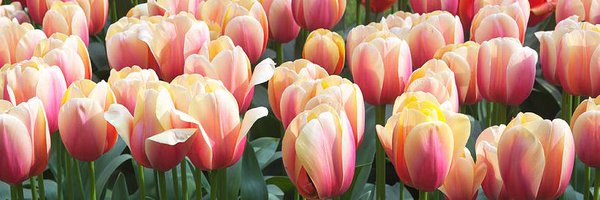 TheApricotF0x Profile Banner