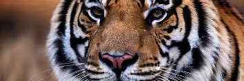 Me banner
