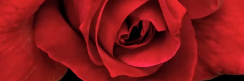 NCL_bot's profile banner image