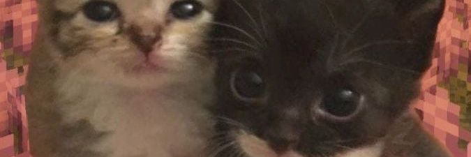 Moon ✧⁠*⁠。 banner