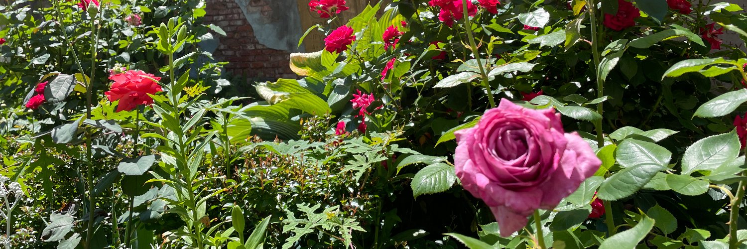 NYCGreenThumb's profile banner image