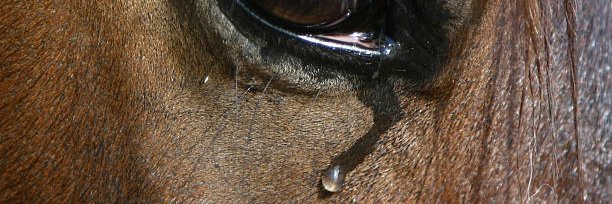 TheHorseFlyWhisperer banner