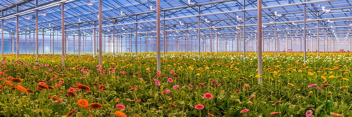 The Ontario Greenhouse Alliance banner