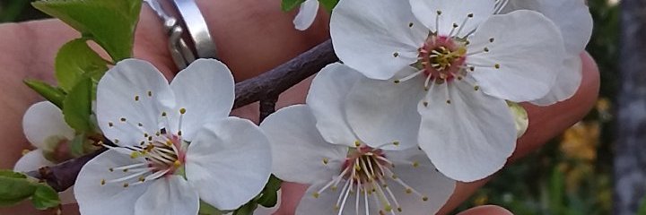 LadyBelMdA's profile banner image