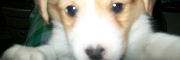 bearclawwws Profile Banner