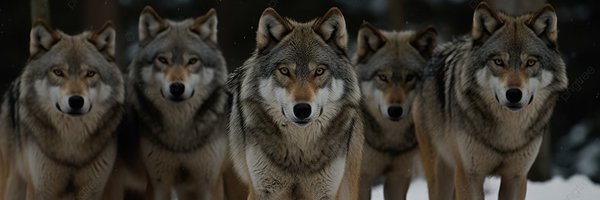 nj_wolfpack Profile Banner