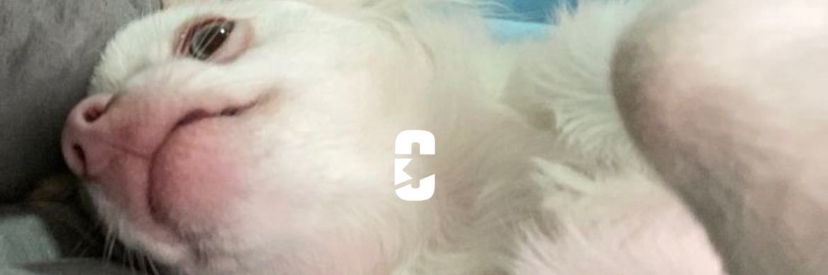 nina's banner