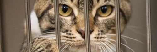 lord mickelot banner