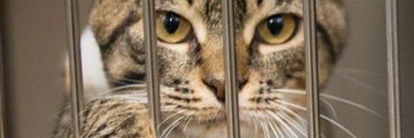 KolWith1Sol Profile Banner