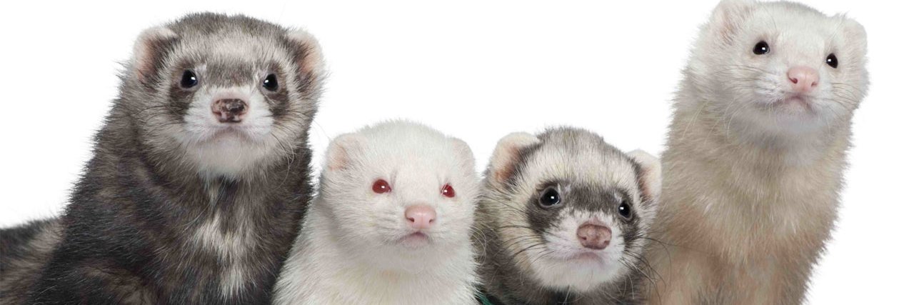 atthevets's profile banner image