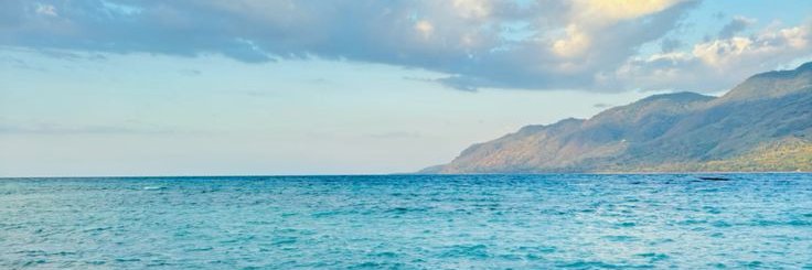 ay 🌻🐾 banner
