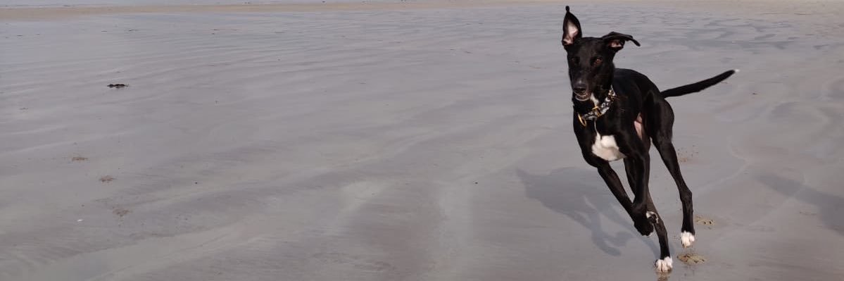 giddybootz's profile banner image