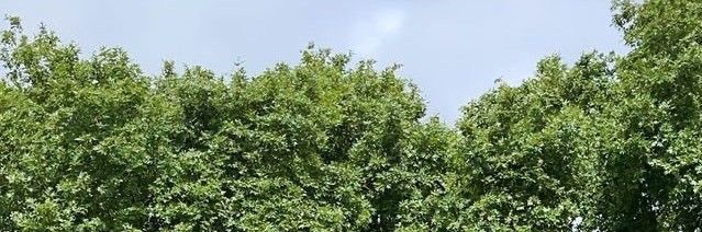 toph quote bot 💭's banner