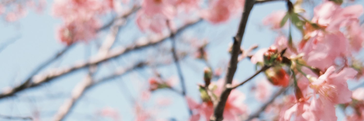 七日🎋 banner