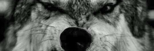 Zlo48's profile banner image