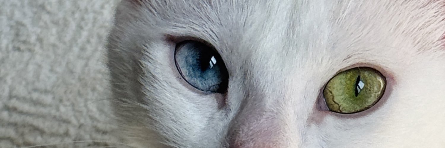 icvalis's profile banner image