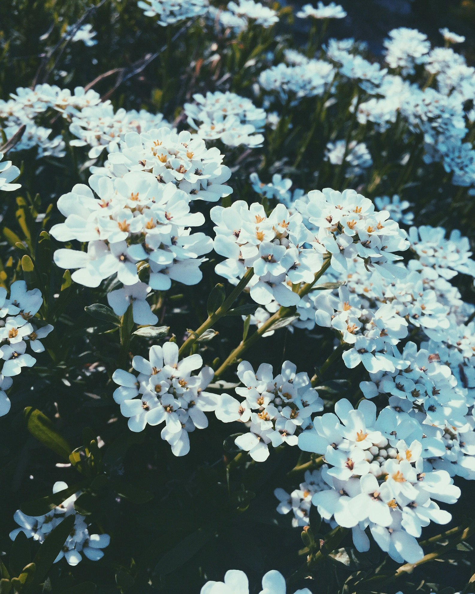 amanda_benoit's profile banner image