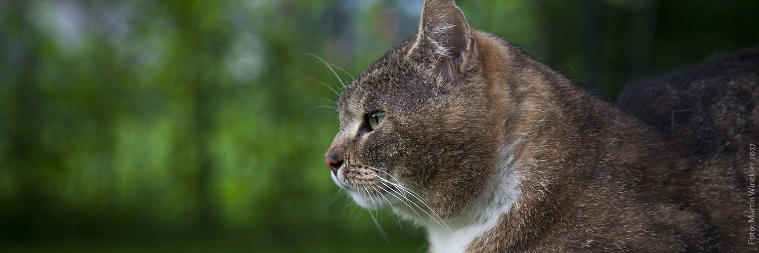 Martin Winckler banner