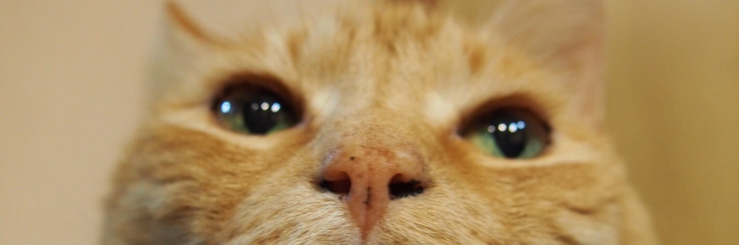 KatoraGu's profile banner image