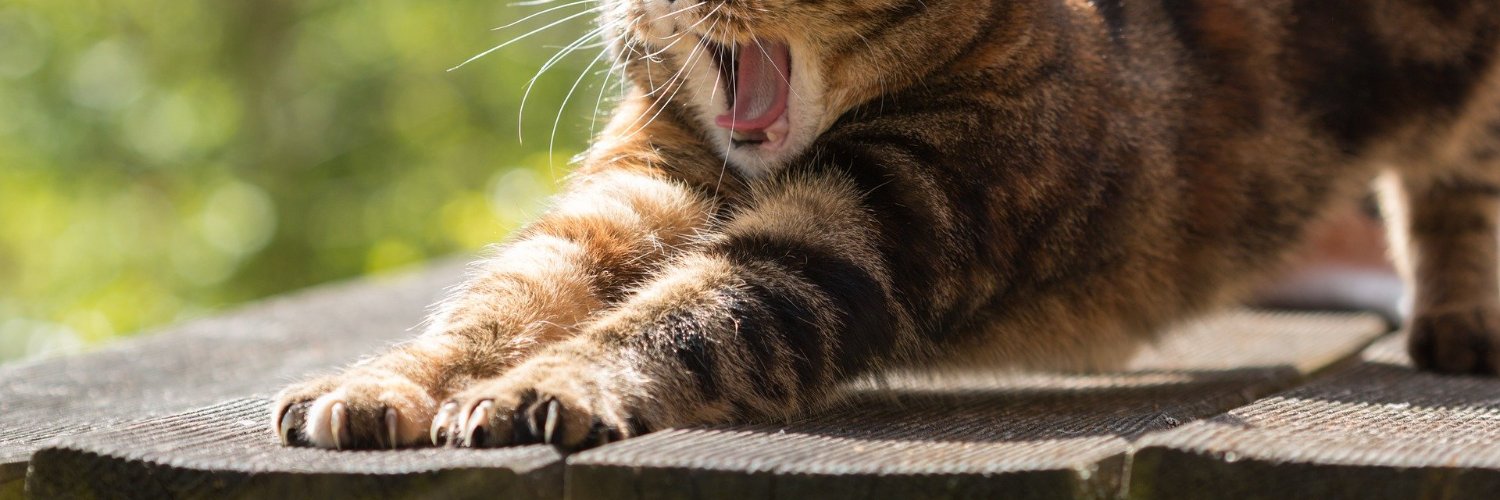 Cindy ADB (Hoshi) banner