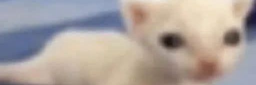xdddd banner