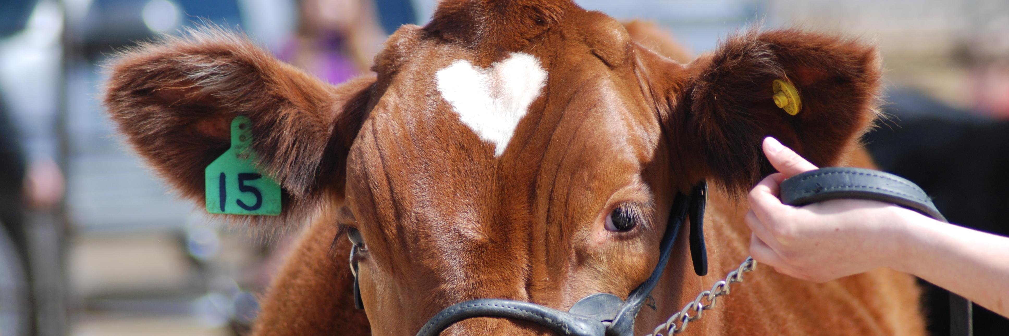 Katie-Jo Stehr banner