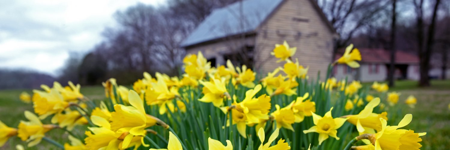 WilliamsonA.M. banner