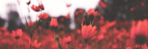 MaryCGuedes's profile banner image