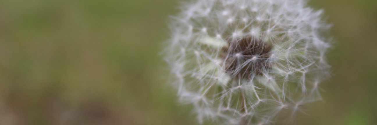 Martin | Pipa banner