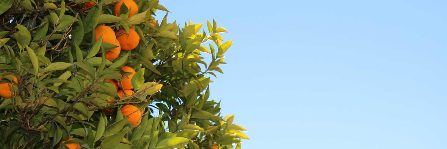 raybie_moor's profile banner image