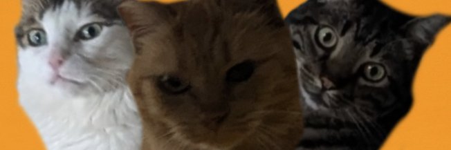 Leyoyott banner