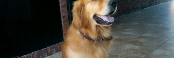 diegonob74 Profile Banner