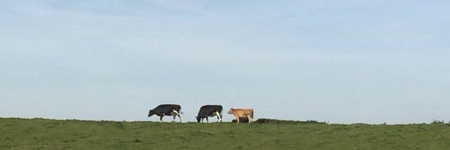 Cheese Journeys banner