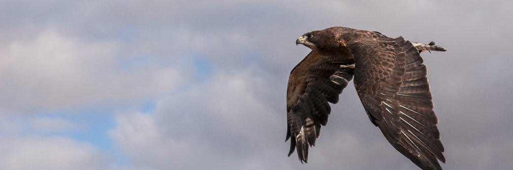 Calvin L. Werry banner