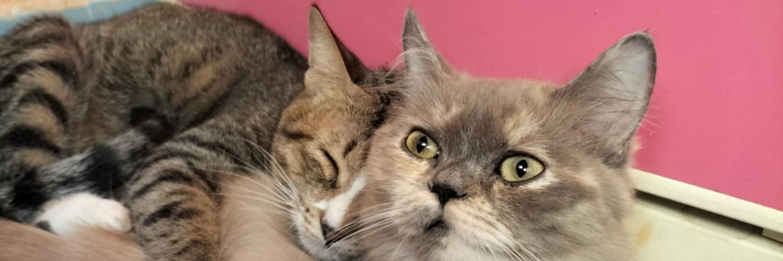Bank_Pansa1's profile banner image