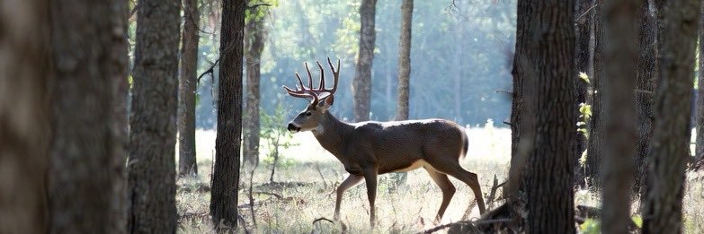 TheNewRedneck banner