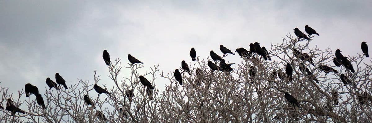 cüneyt bender banner