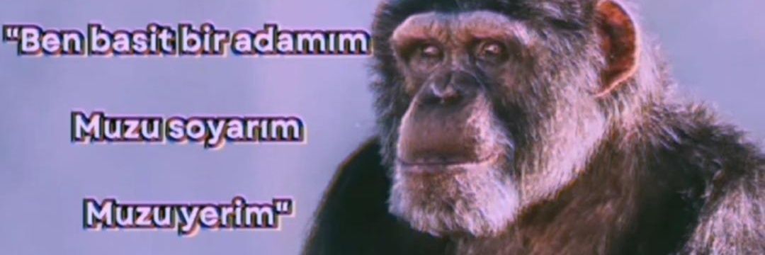 Quantumtavuk's profile banner image