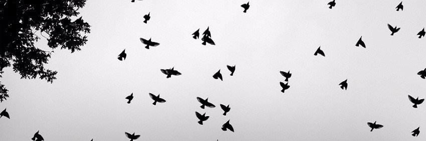 hissederdim's profile banner image