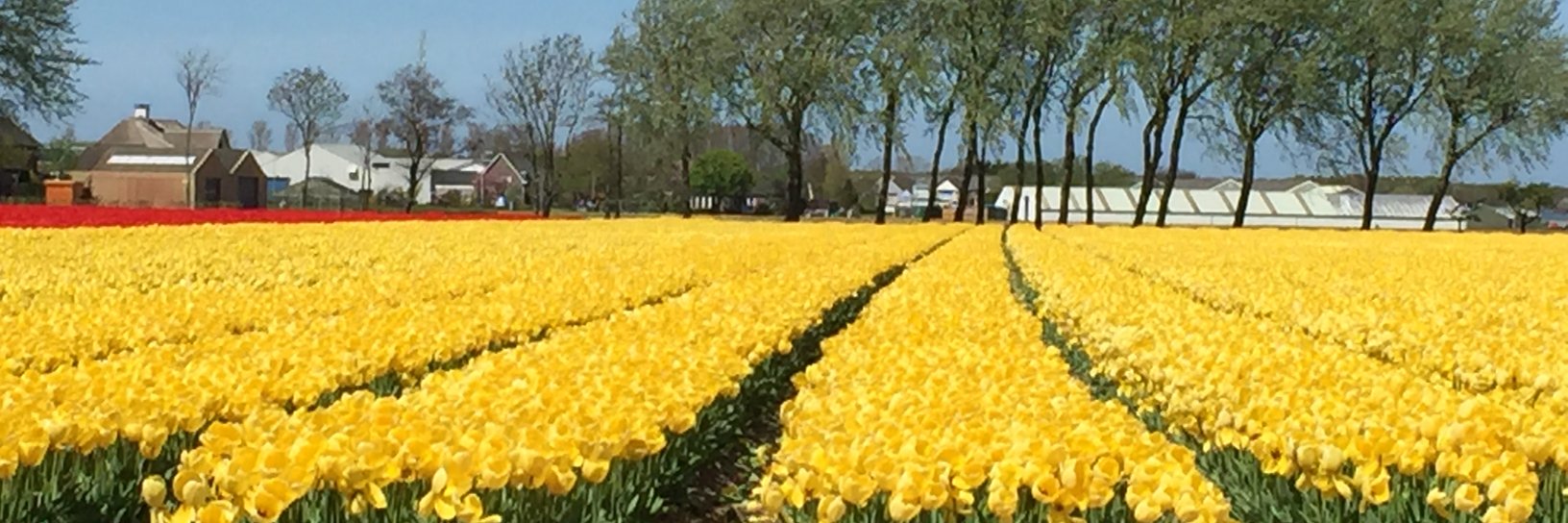 Susan Drumm, EdD banner