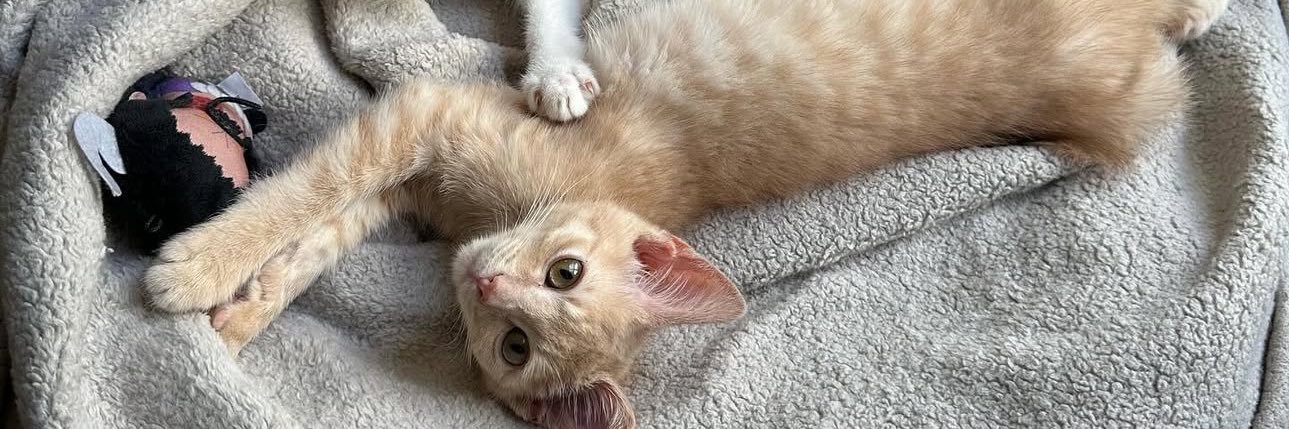 Mathuri Morgan banner