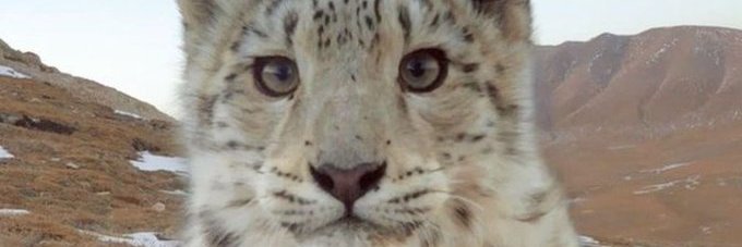 ChungusChillerᑉ³'s banner
