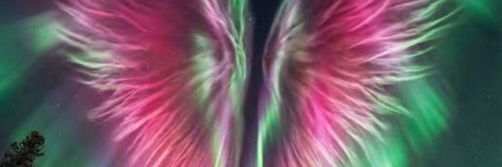 LilyH🇯🇲 banner