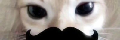 MustacheCatHehe's profile banner image
