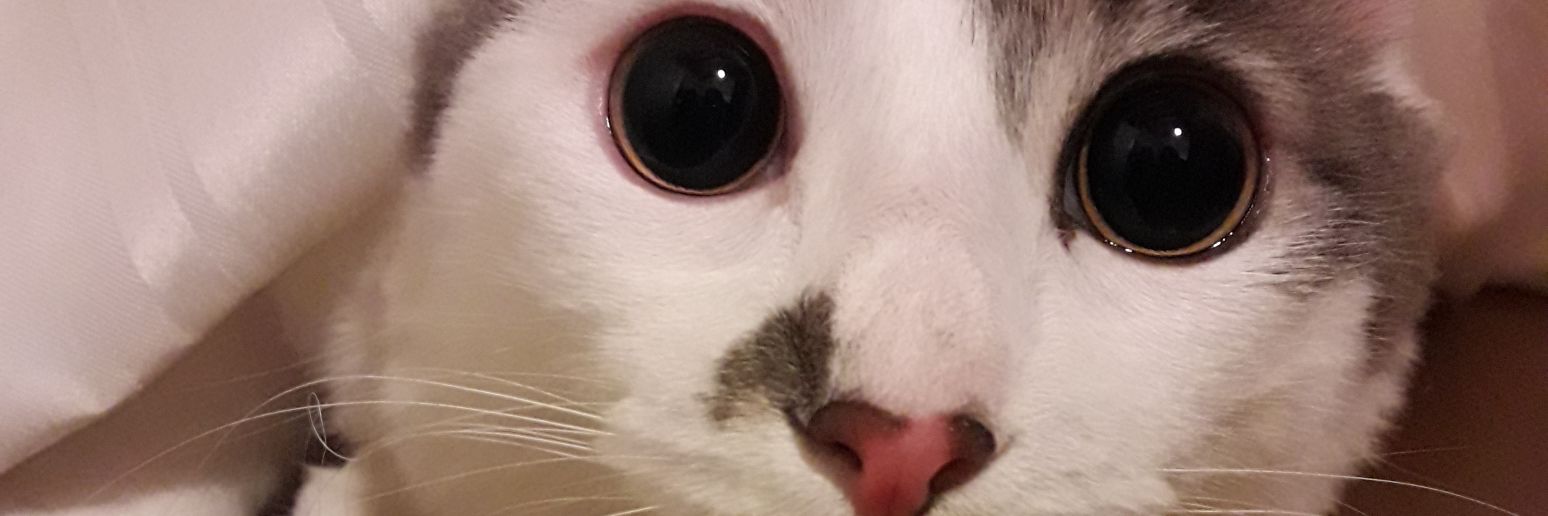 MelGardie's profile banner image
