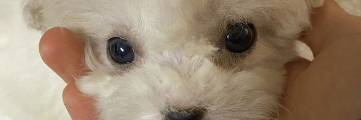 Chalen banner