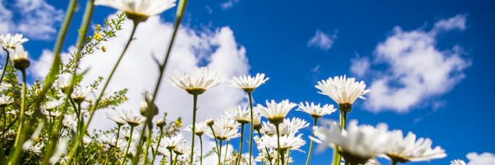 lisartop's profile banner image