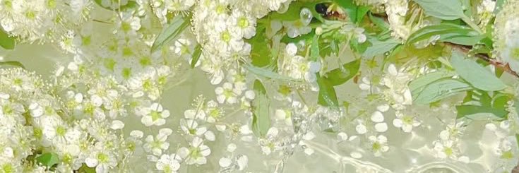 ae banner