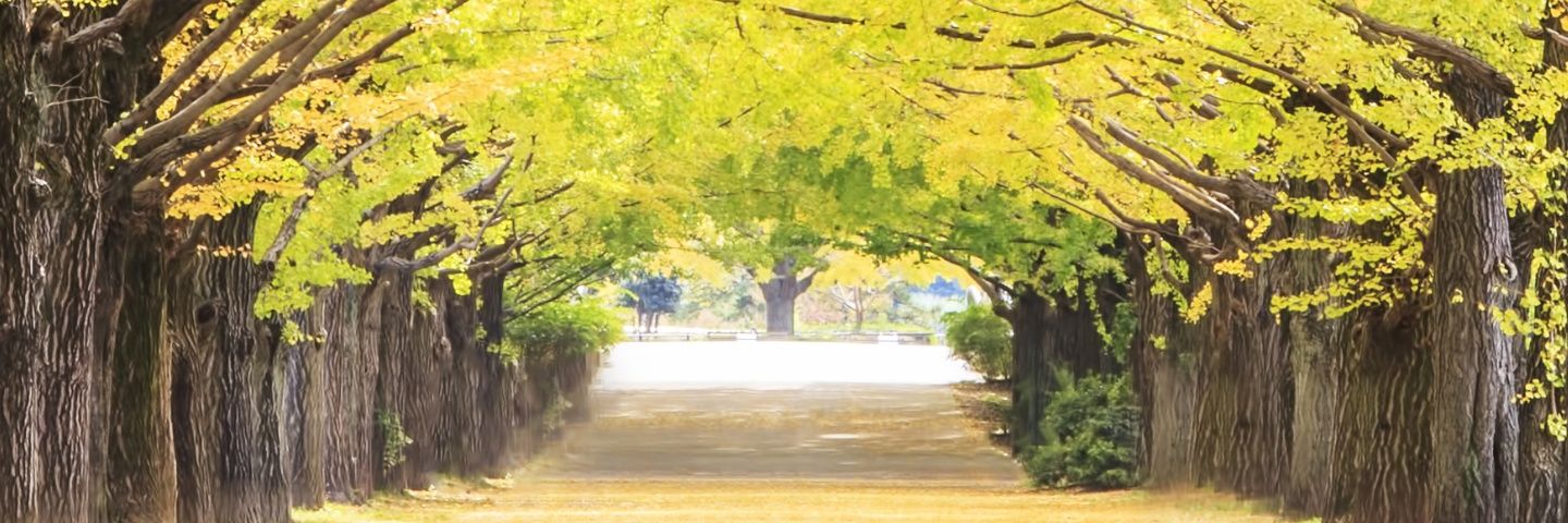 anehiru's profile banner image