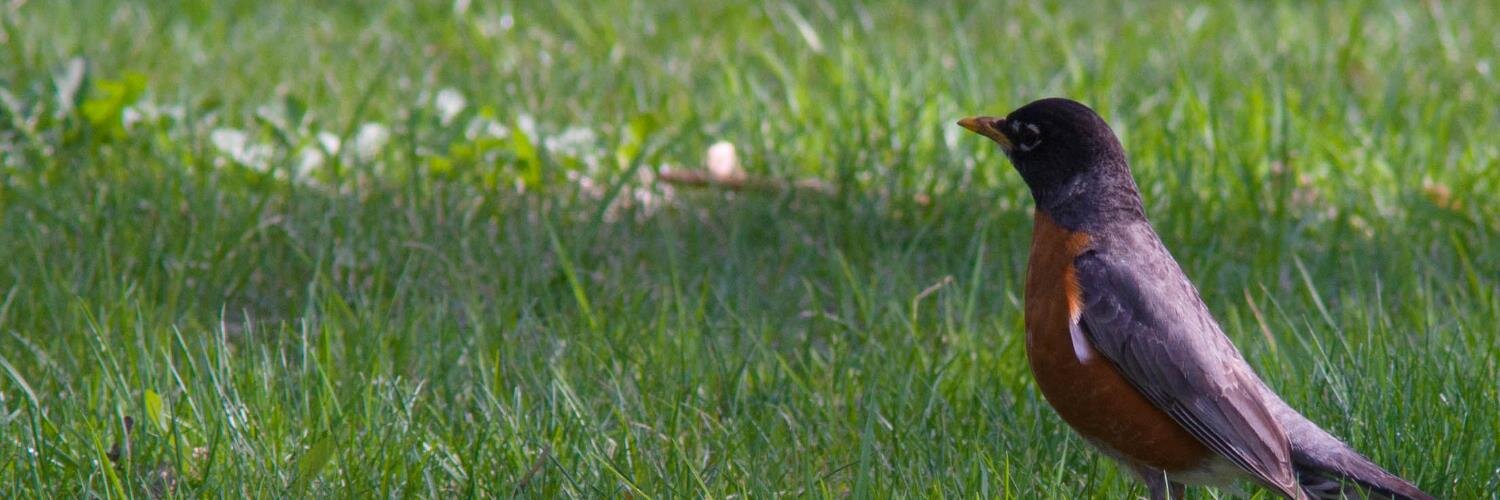 bird_tengu's profile banner image